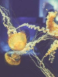 Preview wallpaper jellyfish, underwater world, swim