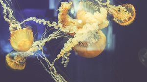 Preview wallpaper jellyfish, underwater world, swim