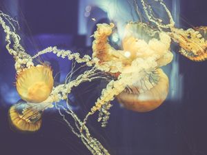 Preview wallpaper jellyfish, underwater world, swim