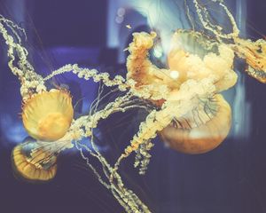 Preview wallpaper jellyfish, underwater world, swim