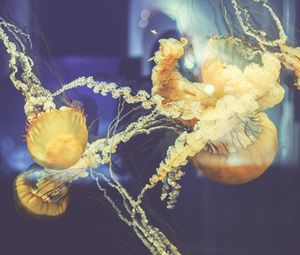 Preview wallpaper jellyfish, underwater world, swim