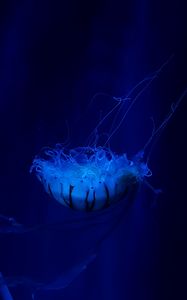 Preview wallpaper jellyfish, underwater world, swim, tentacles, ocean