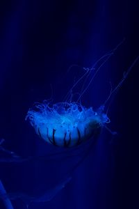 Preview wallpaper jellyfish, underwater world, swim, tentacles, ocean