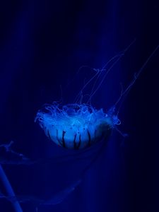 Preview wallpaper jellyfish, underwater world, swim, tentacles, ocean