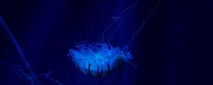 Preview wallpaper jellyfish, underwater world, swim, tentacles, ocean