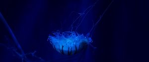 Preview wallpaper jellyfish, underwater world, swim, tentacles, ocean