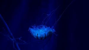 Preview wallpaper jellyfish, underwater world, swim, tentacles, ocean