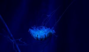 Preview wallpaper jellyfish, underwater world, swim, tentacles, ocean