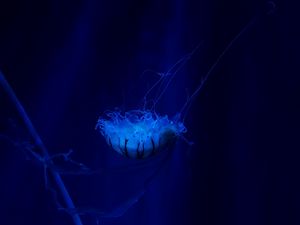 Preview wallpaper jellyfish, underwater world, swim, tentacles, ocean