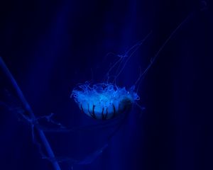 Preview wallpaper jellyfish, underwater world, swim, tentacles, ocean