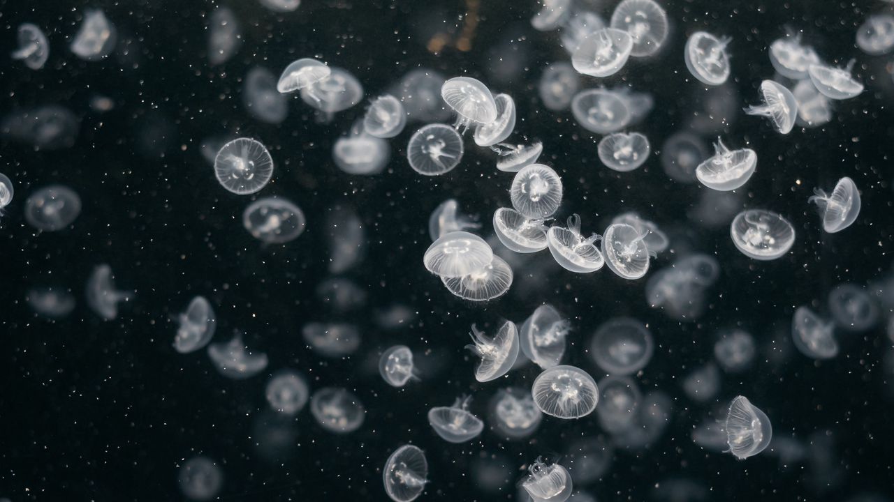 Wallpaper jellyfish, underwater world, swim, ocean, aquarium