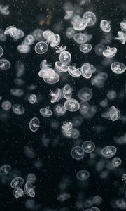 Preview wallpaper jellyfish, underwater world, swim, ocean, aquarium