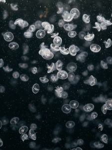 Preview wallpaper jellyfish, underwater world, swim, ocean, aquarium