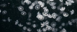 Preview wallpaper jellyfish, underwater world, swim, ocean, aquarium