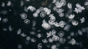 Preview wallpaper jellyfish, underwater world, swim, ocean, aquarium