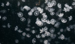 Preview wallpaper jellyfish, underwater world, swim, ocean, aquarium