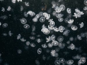 Preview wallpaper jellyfish, underwater world, swim, ocean, aquarium