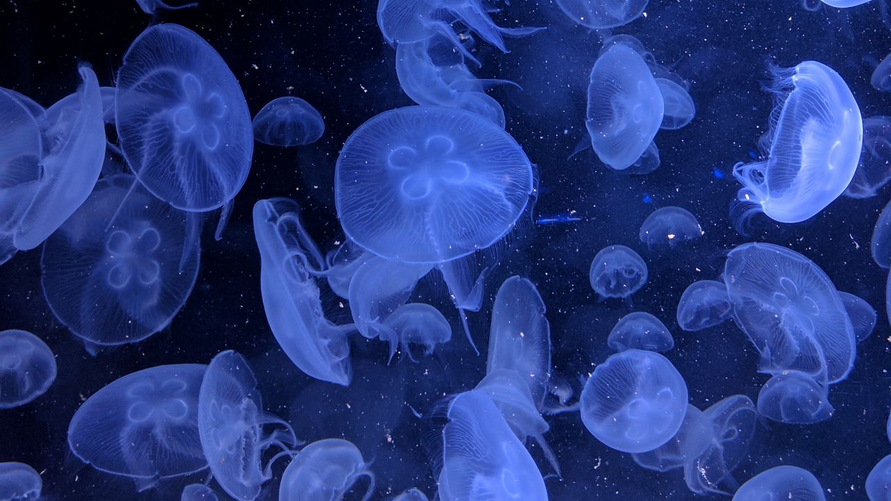 Wallpaper jellyfish, underwater world, swimming, blue