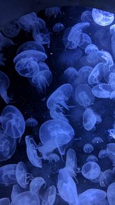Jellyfish Bloom iPhone Wallpaper  iDrop News
