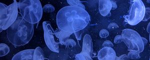 Preview wallpaper jellyfish, underwater world, swimming, blue