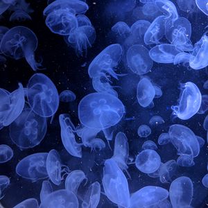 Preview wallpaper jellyfish, underwater world, swimming, blue