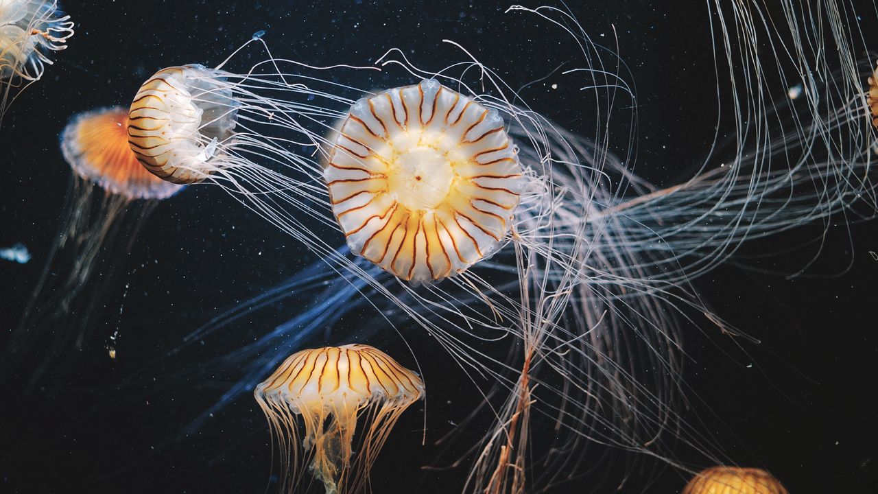 Wallpaper jellyfish, underwater world, swimming, tentacles, striped