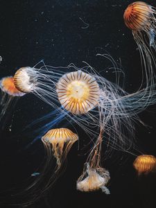 Preview wallpaper jellyfish, underwater world, swimming, tentacles, striped