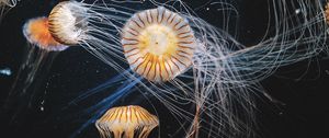 Preview wallpaper jellyfish, underwater world, swimming, tentacles, striped