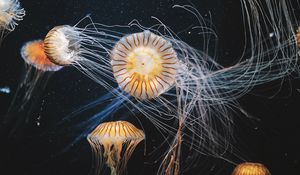 Preview wallpaper jellyfish, underwater world, swimming, tentacles, striped