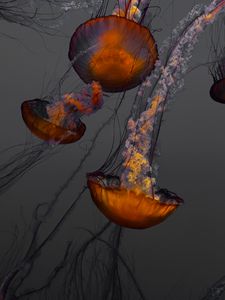 Preview wallpaper jellyfish, underwater world, swimming, tentacles, ocean, aquarium