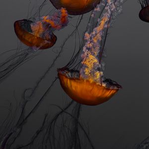 Preview wallpaper jellyfish, underwater world, swimming, tentacles, ocean, aquarium