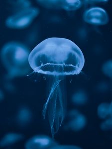 Preview wallpaper jellyfish, underwater world, swimming, tentacles, blue