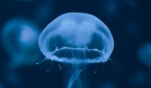 Preview wallpaper jellyfish, underwater world, swimming, tentacles, blue