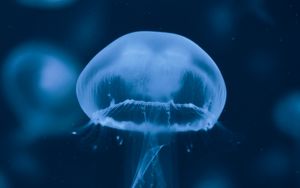 Preview wallpaper jellyfish, underwater world, swimming, tentacles, blue