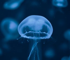 Preview wallpaper jellyfish, underwater world, swimming, tentacles, blue