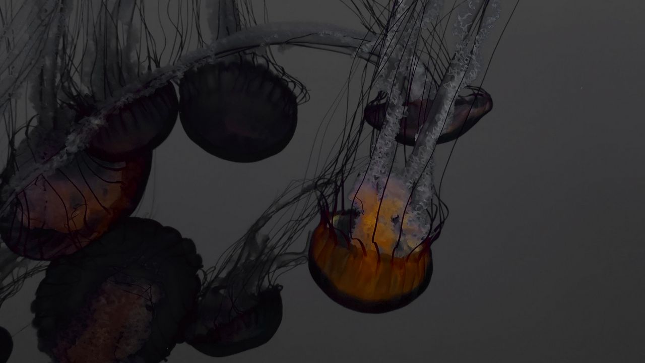 Wallpaper jellyfish, underwater world, swimming, tentacles, dark, glow