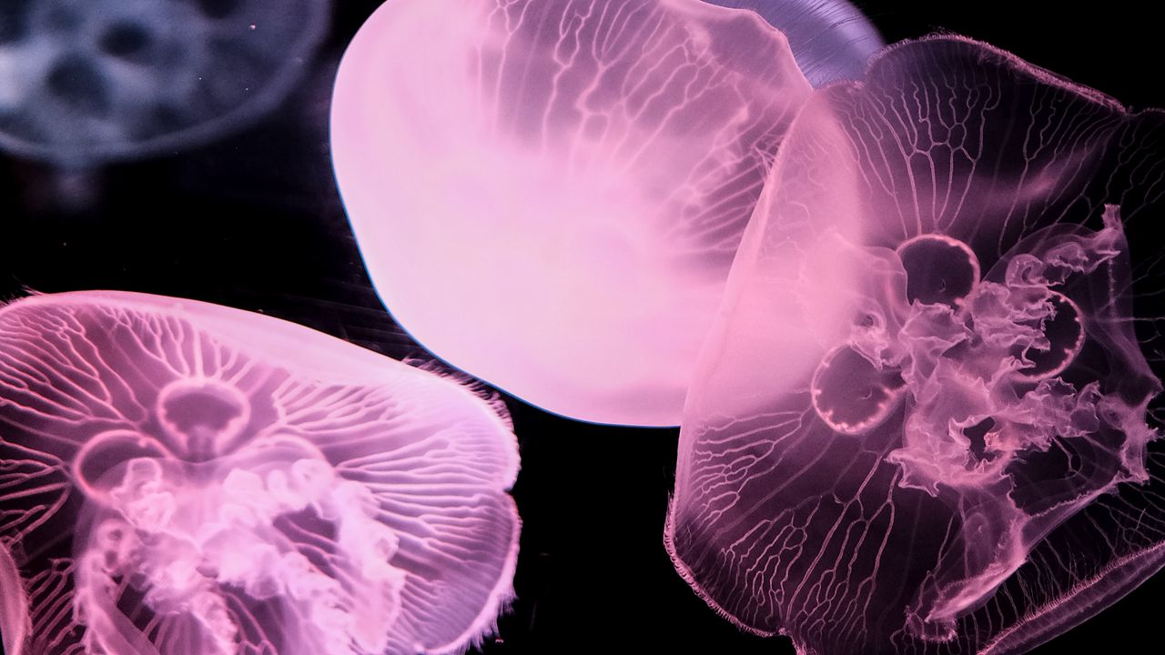 Wallpaper jellyfish, underwater world, tentacle, black