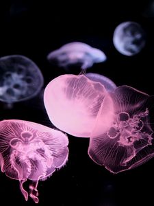 Preview wallpaper jellyfish, underwater world, tentacle, black