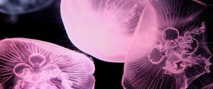 Preview wallpaper jellyfish, underwater world, tentacle, black