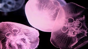 Preview wallpaper jellyfish, underwater world, tentacle, black