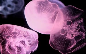 Preview wallpaper jellyfish, underwater world, tentacle, black