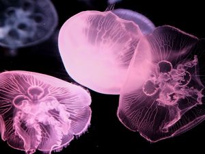 Preview wallpaper jellyfish, underwater world, tentacle, black