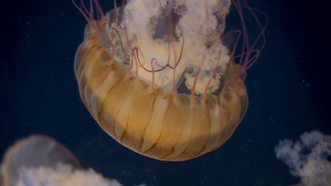 Wallpaper jellyfish, underwater world, tentacle, water