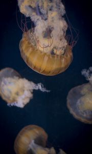 Preview wallpaper jellyfish, underwater world, tentacle, water