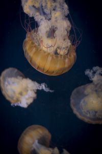 Preview wallpaper jellyfish, underwater world, tentacle, water