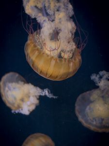 Preview wallpaper jellyfish, underwater world, tentacle, water