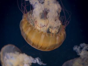 Preview wallpaper jellyfish, underwater world, tentacle, water