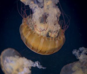 Preview wallpaper jellyfish, underwater world, tentacle, water