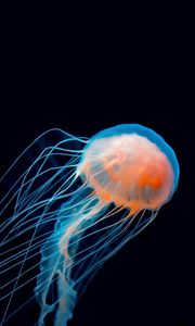 Preview wallpaper jellyfish, underwater world, tentacle, dark