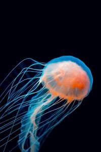 Preview wallpaper jellyfish, underwater world, tentacle, dark